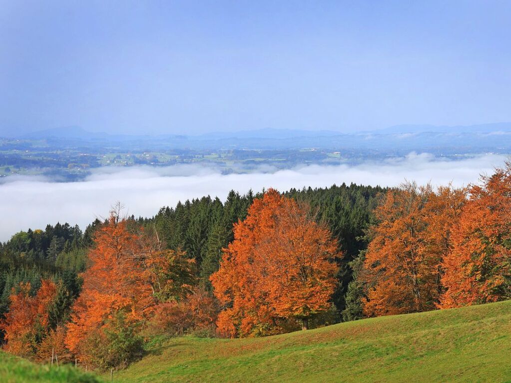 Bayern, Sttten: Herbstlich verfrbte Bume stehen auf dem 1055 Meter hohen Auerberg im Sonnenschein.