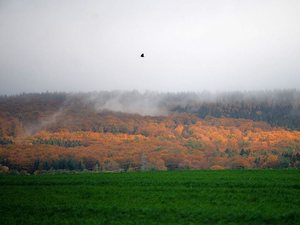 Niedersachsen, Rehren: Die Sonne scheint auf herbstlich verfrbte Bume im Landkreis Schaumburg.