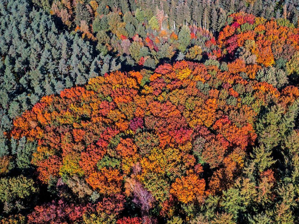 Mecklenburg-Vorpommern, Brsewitz: Laubbume mit herbstlich verfrbten Blttern im Mischwald.