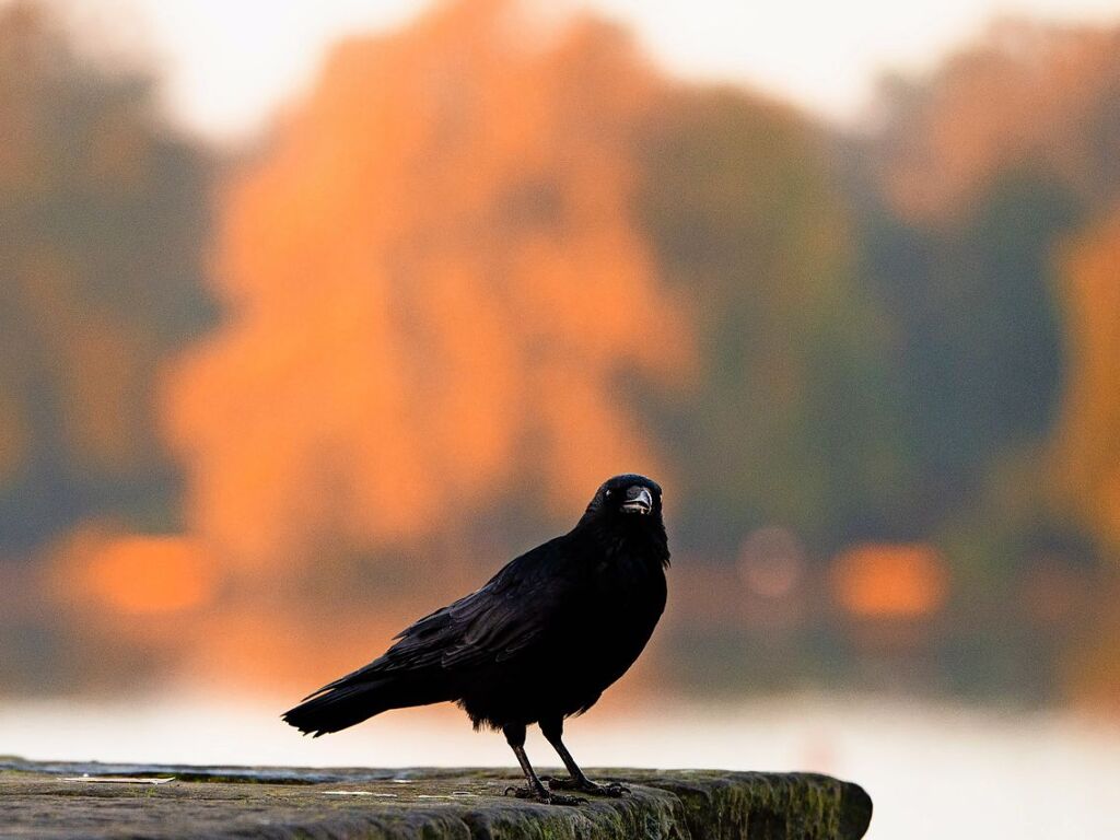 Niedersachsen, Hannover: Ein Rabe sitzt auf einer Mauer am Maschsee.