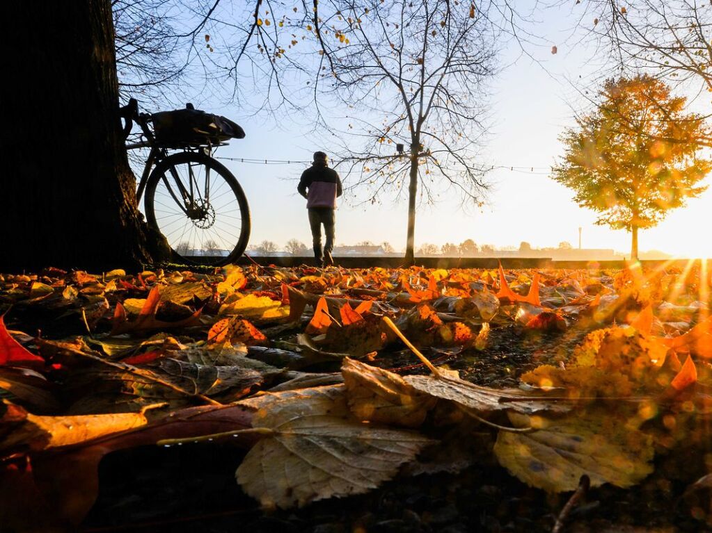 Niedersachsen, Hannover: Herbstlich verfrbtes Laub am Ufer vom Maschsee.