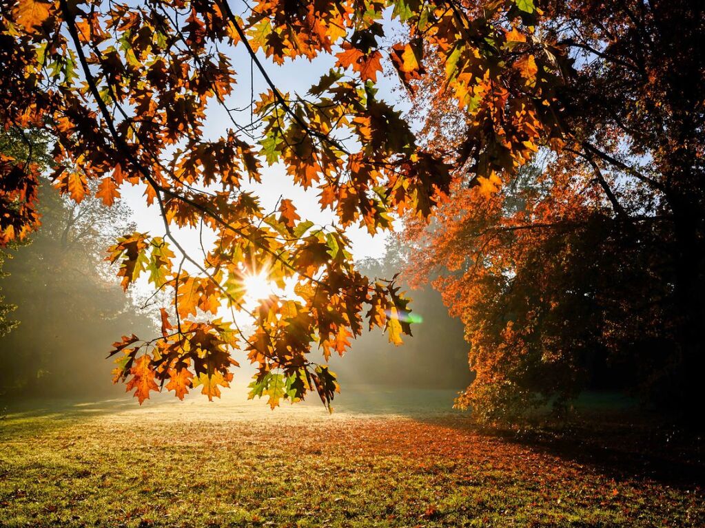 Niedersachsen, Hannover: Die aufgehende Sonne illuminiert einen herbstlichen verfrbten Laubbaum im Georgengarten an den Herrenhuser Grten.