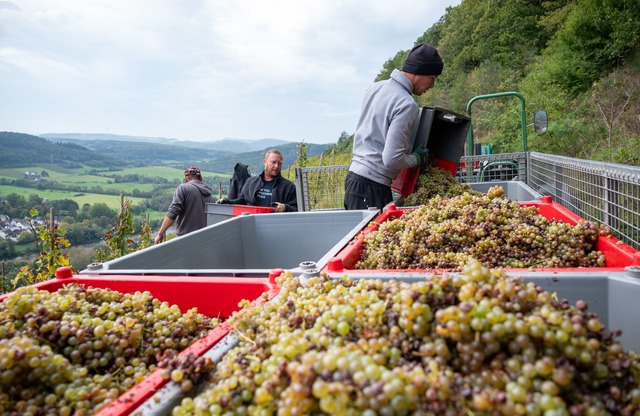 Wetterextreme sorgen f&uuml;r Einbu&szlig;en bei der Traubenernte. (Archivbild)  | Foto: Harald Tittel/dpa