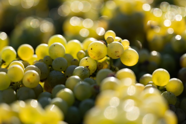 Das Deutsche Weininstitut rechnet 2024...ausgepr&auml;gter Frucht. (Archivbild)  | Foto: Sebastian Kahnert/dpa