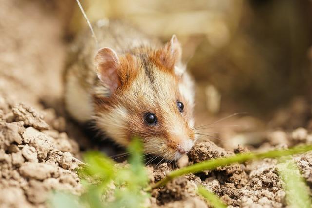 Zwei Netzbetreiber wollen knftig Hamster zchten