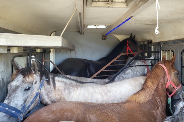 So fanden Polizei und Veterinramt die... und mit zu wenig Trinkwasser und Heu.  | Foto: Polizeiprsidium Freiburg