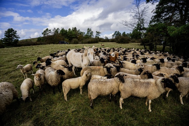 Esel sind weniger aggresiv als Herdens...elen anderne Hunden eingesetzt werden.  | Foto: Andreas Arnold/dpa