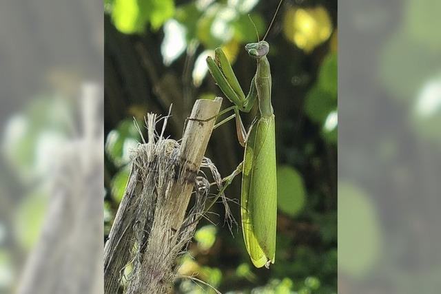 Insekten im Herbst