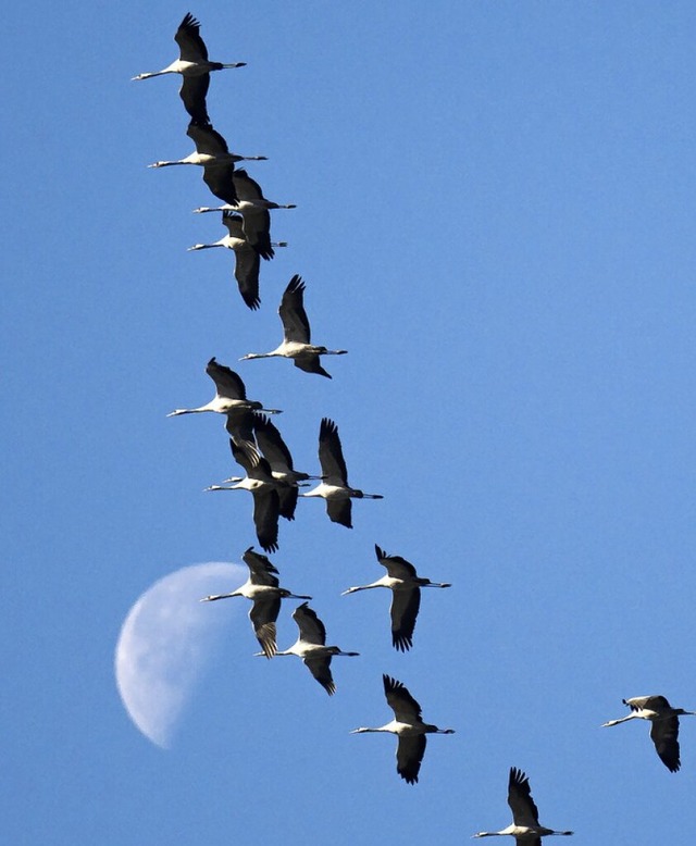 So sehen Kraniche im Flug aus.  | Foto: Sina Schuldt (dpa)