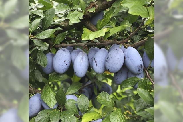 Schwieriges Jahr fr den Ortenauer Obstbau