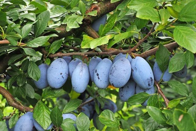 Schwieriges Jahr fr die Ortenauer Obstbauern