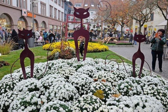 Lahr feiert die Jubilums-Auflage der Chrysanthema