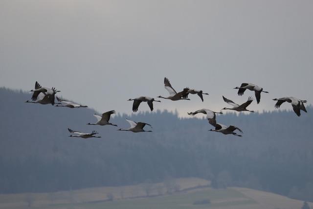 Warum in diesem Jahr Kraniche ber das Markgrflerland fliegen