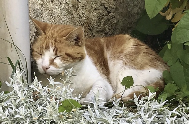 Die Verordnung soll helfen, die Zahl herrenloser Katzen zu verringern.  | Foto: Jutta Schtz