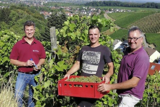 Die Ortenauer Winzer rumen am Kaiserstuhl die Preise in Serie ab