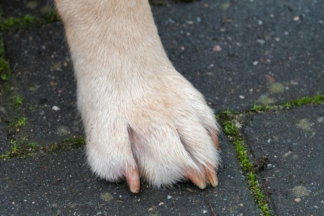 Der Gemeinderat Kandern beschliet die Erhhung der Hundesteuer um 24 Euro pro Jahr