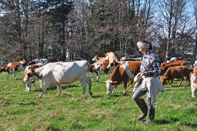 Viehabtrieb bei der Gummenhtte am Kandel  | Foto: Joachim Mller-Bremberger