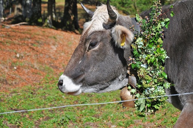 Die geschmckte &#8222;Margaretha&#822...beren Gummenweide auf dem Weg ins Tal.  | Foto: Joachim Mller-Bremberger