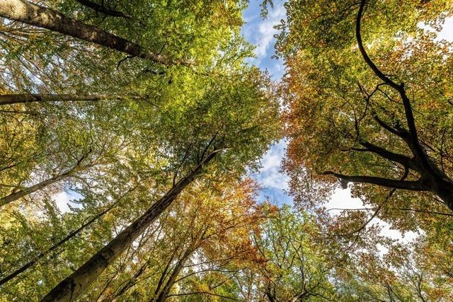 Waldnaturschutz: Verbnde warnen vor Einsparungen im Haushalt