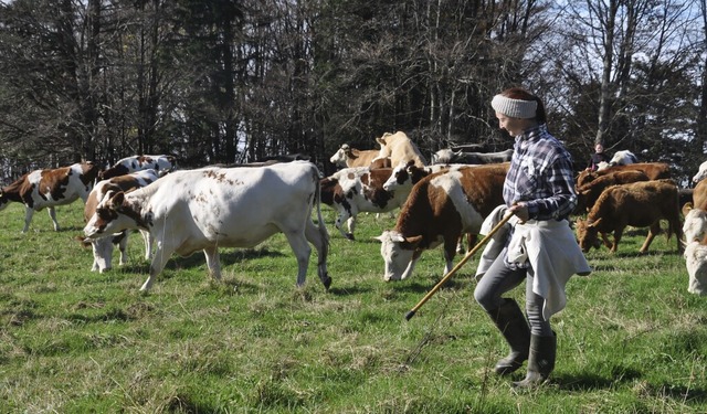 Viehabtrieb bei der Gummenhtte am Kandel  | Foto: Joachim Mller-Bremberger