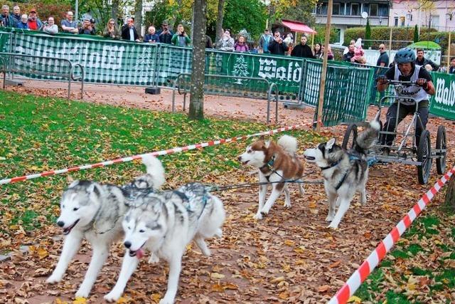 Schlittenhunde rasen ohne Schnee und ohne Schlitten durch den Todtmooser Kurpark