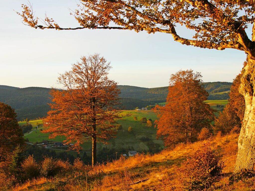 Die Herbstsonne zeigt ihr goldenes Morgenlicht auf dem Schauinsland mit Blick auf Hofsgrund.