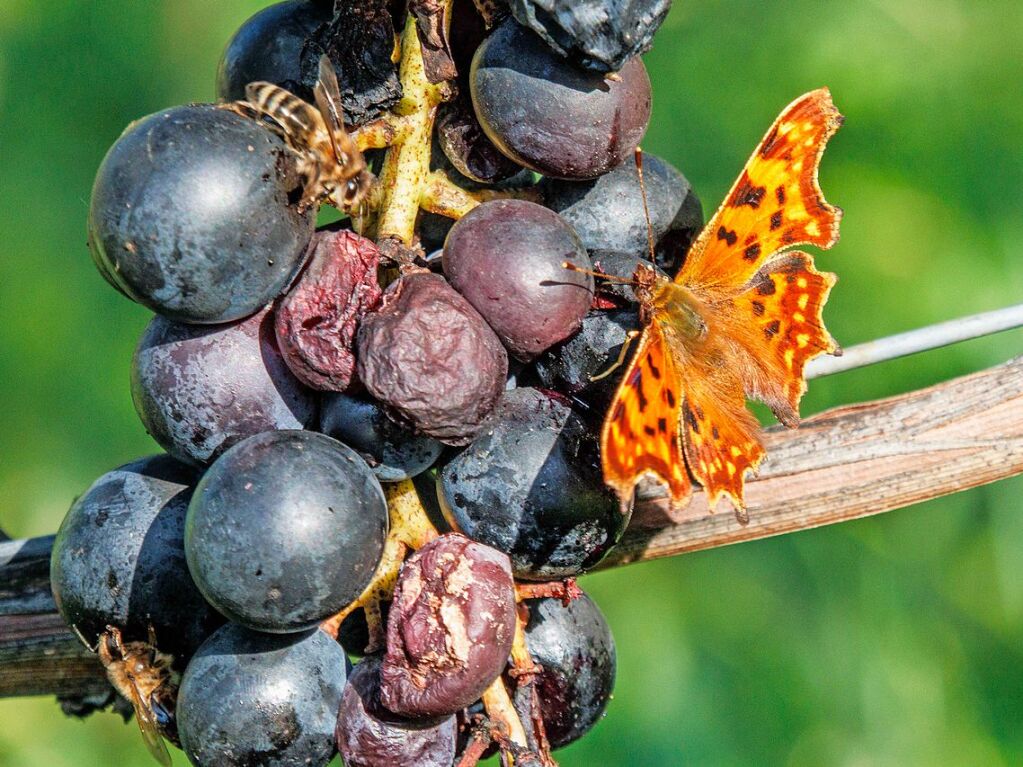 Ein C-Falter schlrft den zuckersen Saft einer berreifen Traube in Ebringen.