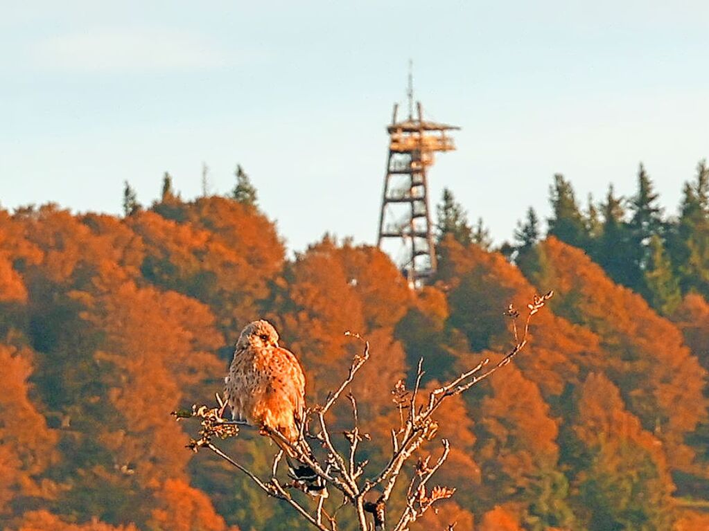 Auch ein Turmfalke geniet das morgendliche Sonnenlicht auf dem Schauinsland. Im Hintergrund ist der Schauinslandturm zu sehen.