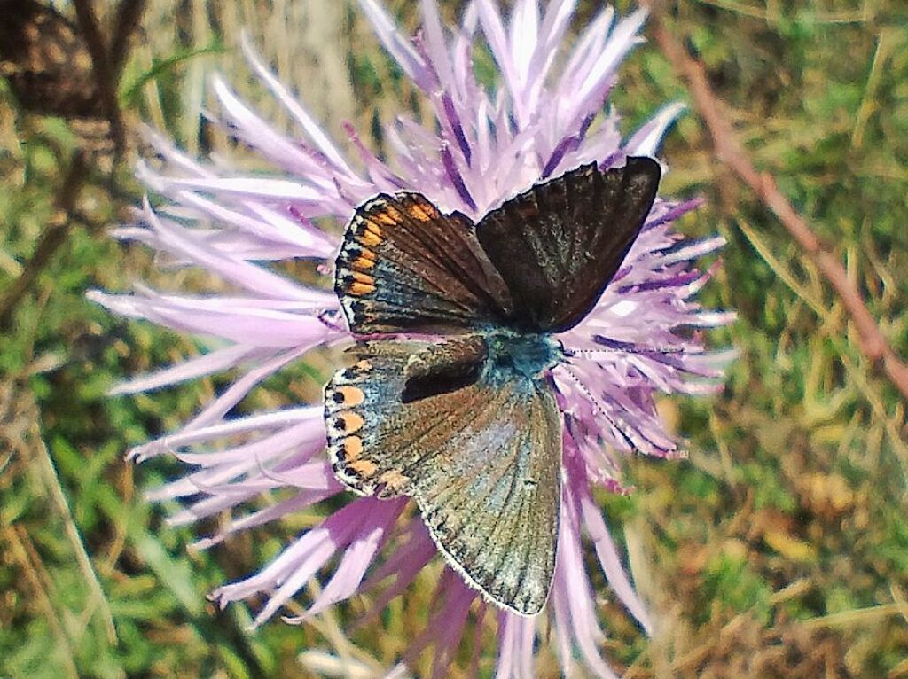 Ein Bluling tankt Sonne in Oberbergen.