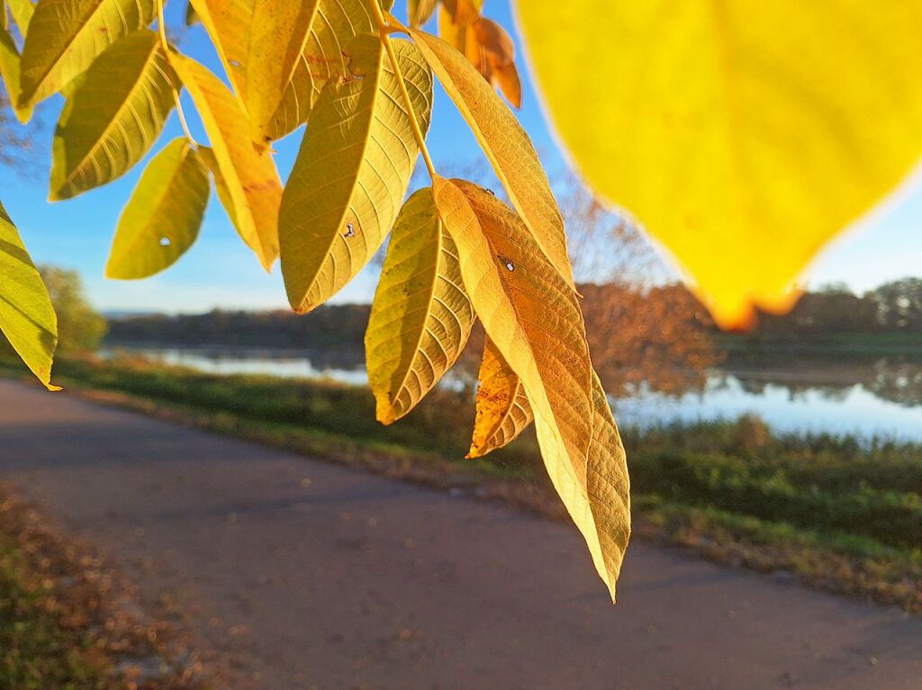 Am Rhein zwischen Breisach und Hartheim