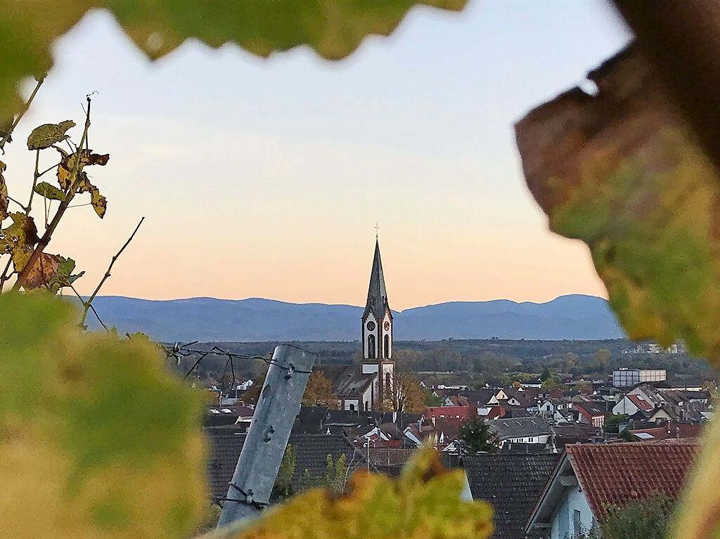 Abendstimmung in den Reben mit Blick auf den Kirchturm von Ihringen und den Schwarzwald als Kulisse im Hintergrund