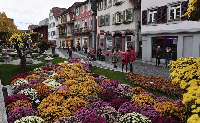 Rund 8000 Pflanzen blhen zur Chrysanthema in Lahr.  | Foto: Wolfgang Knstle