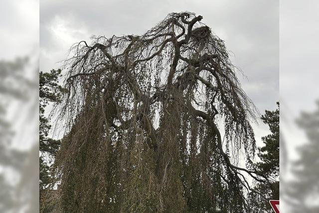 Trauerbuche wird gefllt, Strche ziehen um