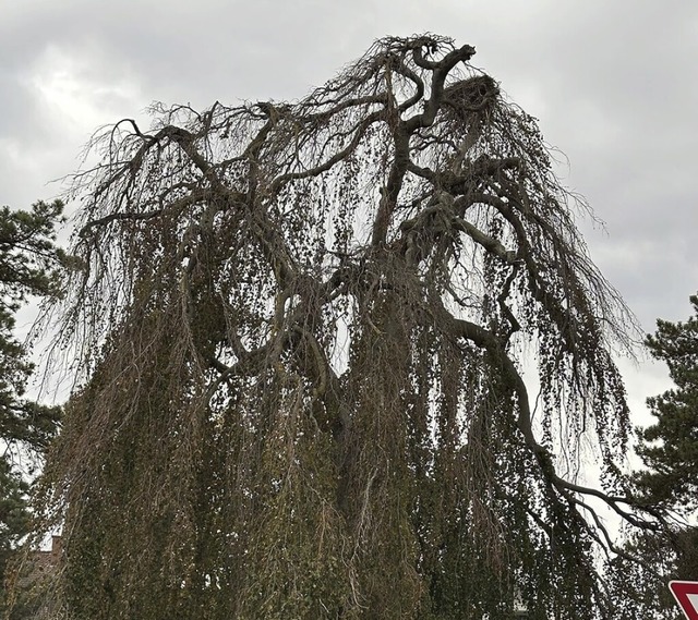 Der Baum steht in dem kleinen Park sdlich des DM-Marktes in Mllheim.  | Foto: Volker Mnch