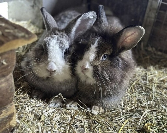 Drusilla und Flavia  | Foto: ZVG / Tierschutzverein