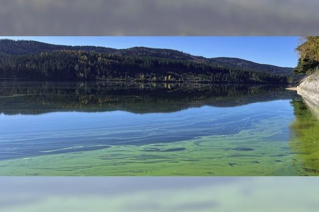 Goldener Herbst, grner See