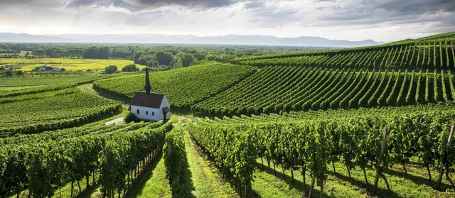 Der Weinbau, der die Landschaft in der...gt, hat&#8217;s derzeit nicht leicht.  | Foto: Jrgen Wiesler