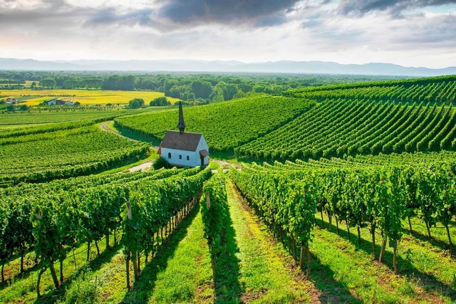 Der Weinbau, der die Landschaft in der...gt, hat&#8217;s derzeit nicht leicht.  | Foto: Jrgen Wiesler