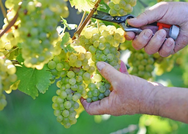 Ein Winzer schneidet whrend der Weinlese Weintrauben.  | Foto: Uwe Anspach