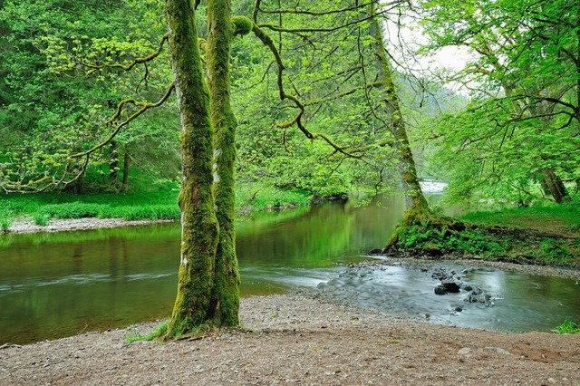 Fr den Naturerhalt setzt der Verein s... anderem hier an der Rtenbachmndung.  | Foto: Martin Schwenninger