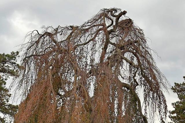 Mllheimer Trauerbuche wird gefllt, Strche ziehen um