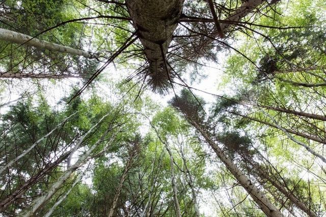 Simonswald beschliet Forstplanung bis 2034: Mehr Mischwald durch mehr Entnahmen von Nadelholz