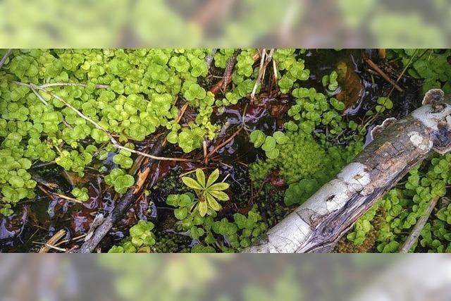 Ohne Wasser geht nichts in der Biosphre