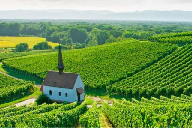 Wie kann der sdbadische Weinbau seine Krise berwinden?