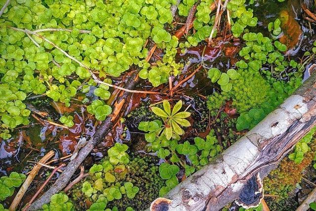 Kreative Lsungen fr nachhaltige Wassernutzung im Biosphrengebiet Schwarzwald