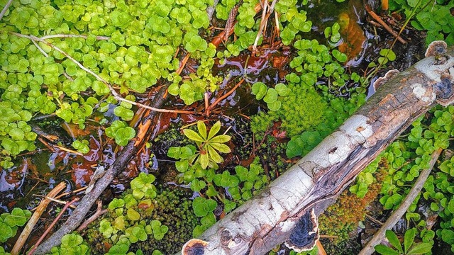 Sowohl auf Bergweiden als auch im Wald...r seltene Tiere und Pflanzen verloren.  | Foto: Julien Sentieiro Marques