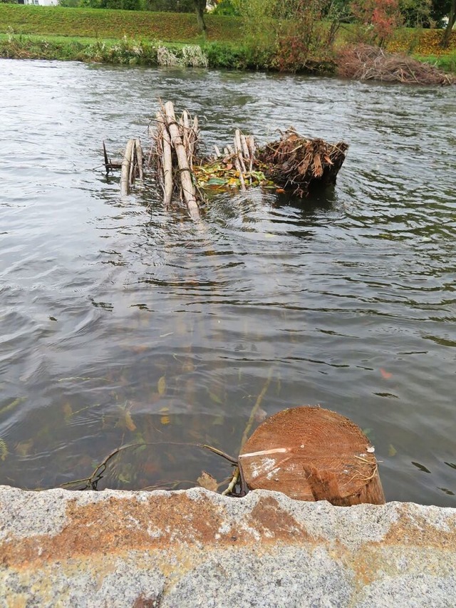 Der Fluss Wiese wird seit einigen Jahren naturnah umgestaltet.  | Foto: Peter Gerigk