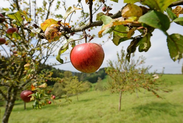 Fr ein Konzept im Rahmen des landeswe...ei der Biotopverbundplanung mitmachen.  | Foto: Patrick Seeger (dpa)