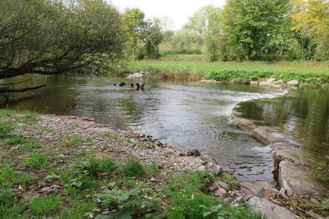 Die Wiese fliet in Lrrach wieder natrlicher - der Fluss wird attraktiver fr Tier und Mensch