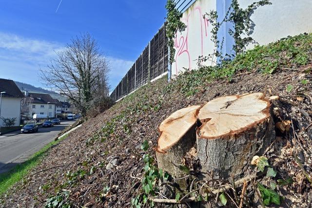 Im Freiburger Stadtgebiet sollen 200 Bume entfernt werden